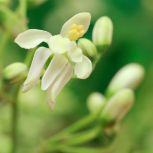 Huile de moringa